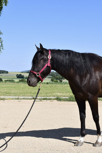 Junge, unverbrauchte Paint Stute mit lieben Charakter, Hana Hartl, Horses For Sale, Oberndorf bei Raabs, Image 7