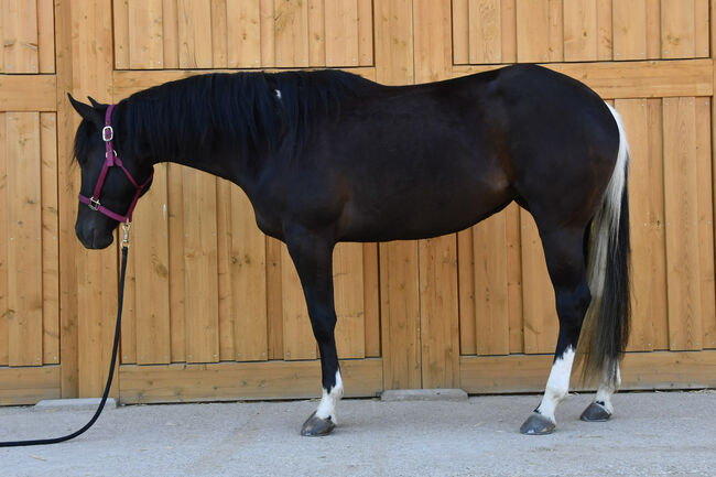 Junge, unverbrauchte Paint Stute mit lieben Charakter, Hana Hartl, Horses For Sale, Oberndorf bei Raabs, Image 8