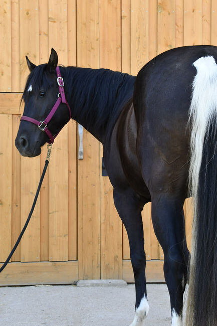 Junge, unverbrauchte Paint Stute mit lieben Charakter, Hana Hartl, Horses For Sale, Oberndorf bei Raabs, Image 9
