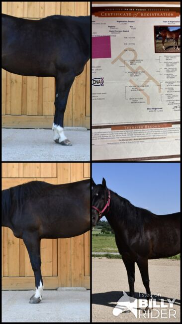 Junge, unverbrauchte Paint Stute mit lieben Charakter, Hana Hartl, Horses For Sale, Oberndorf bei Raabs, Image 12