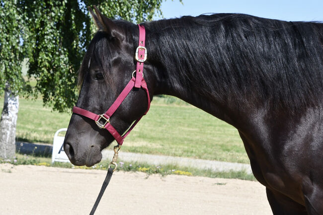 Junge, unverbrauchte Paint Stute mit lieben Charakter, Hana Hartl, Horses For Sale, Oberndorf bei Raabs, Image 10