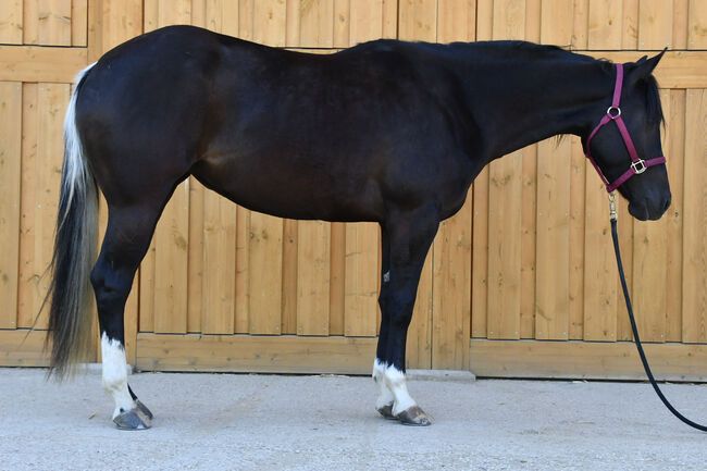 Junge, unverbrauchte Paint Stute mit lieben Charakter, Hana Hartl, Horses For Sale, Oberndorf bei Raabs