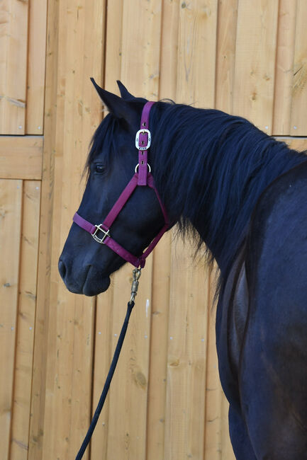 Junge, unverbrauchte Paint Stute mit lieben Charakter, Hana Hartl, Horses For Sale, Oberndorf bei Raabs, Image 11