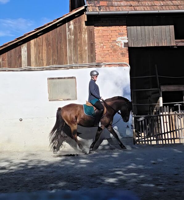 Jungpony zum weiter ausbilden!, Barbara Granig, Horses For Sale, Unterwart, Image 4
