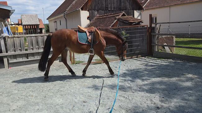Jungpony zum weiter ausbilden!, Barbara Granig, Horses For Sale, Unterwart, Image 7