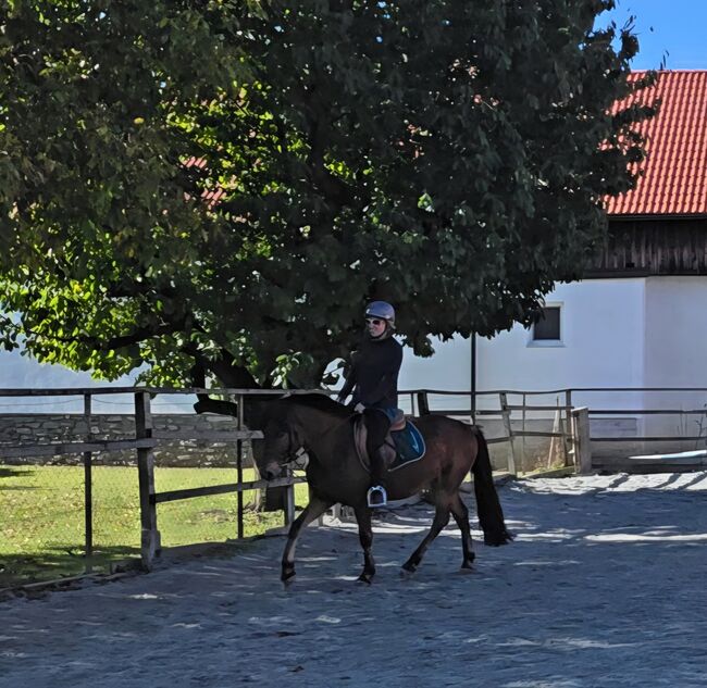 Jungpony zum weiter ausbilden!, Barbara Granig, Horses For Sale, Unterwart, Image 5