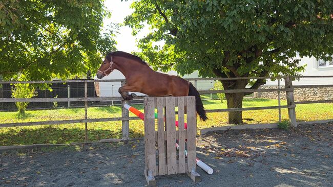 Jungpony zum weiter ausbilden!, Barbara Granig, Horses For Sale, Unterwart, Image 10