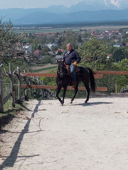 Junger Quarter Wallach, Manfred, Horses For Sale, Katzelsdorf , Image 3