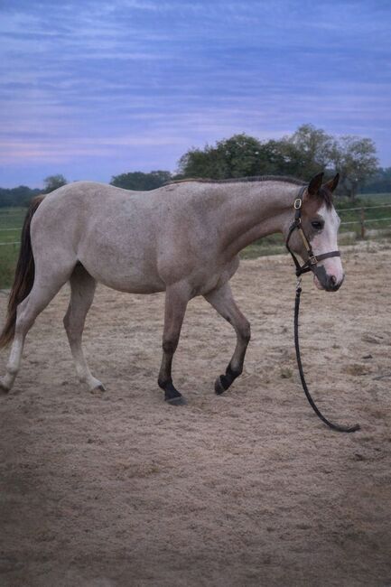 Junge Quarter Horse Stute mit sanftem Wesen und großem Potenzial, Kerstin Rehbehn (Pferdemarketing Ost), Horses For Sale, Nienburg