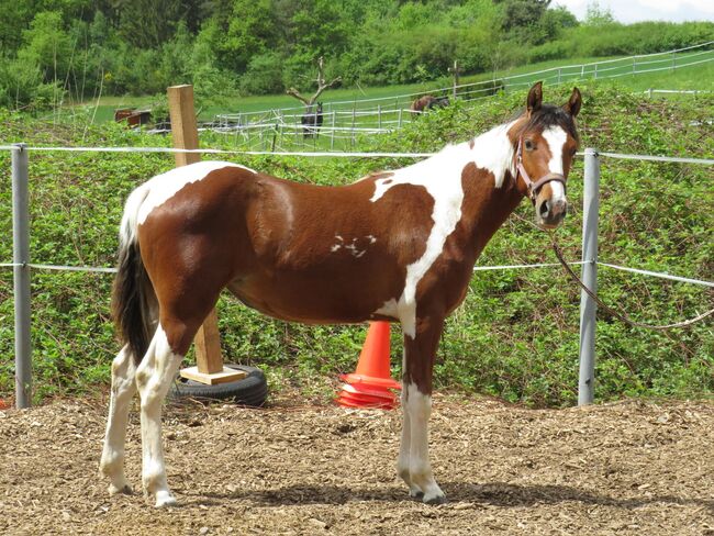 Junge Quarter Pony Stute mit vielversprechender Zukunft, Kerstin Rehbehn (Pferdemarketing Ost), Horses For Sale, Nienburg