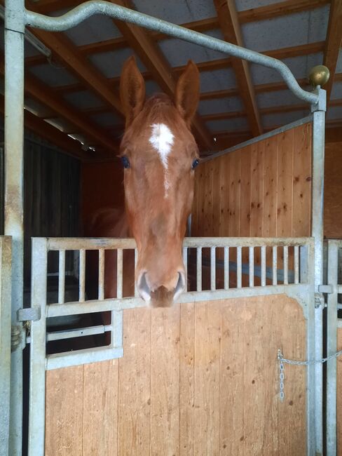 Junger roher Wallach, Rendl Nicole , Horses For Sale, Kallham , Image 7