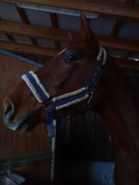 Junger roher Wallach, Rendl Nicole , Horses For Sale, Kallham , Image 9