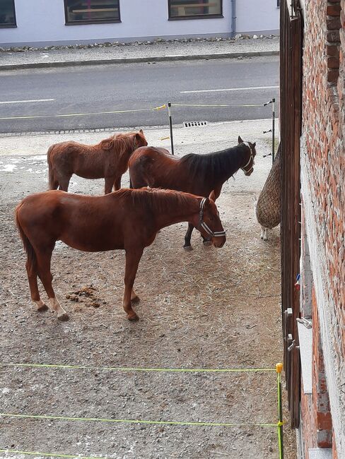 Junger roher Wallach, Rendl Nicole , Horses For Sale, Kallham , Image 4