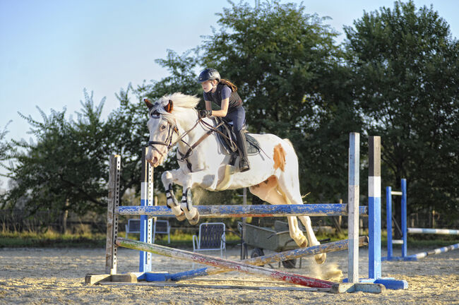 junger Wallach für den ambitionierten Freizeitreiter, Lucy, Horses For Sale, Wallern, Image 3