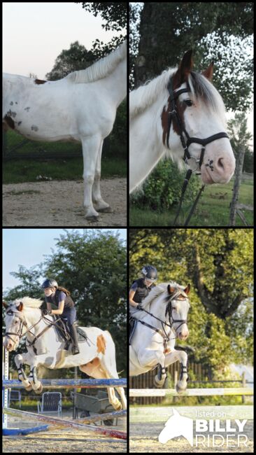 junger Wallach für den ambitionierten Freizeitreiter, Lucy, Horses For Sale, Wallern, Image 7