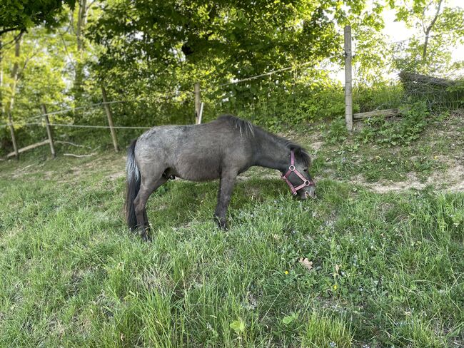 Jung Shetty Hengst mit viel Potenzial sucht liebevolles Zuhause, Alexander Sivtschikov, Horses For Sale, Büren, Image 3