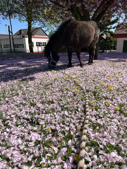 Jung Shetty Hengst mit viel Potenzial sucht liebevolles Zuhause, Alexander Sivtschikov, Horses For Sale, Büren, Image 7