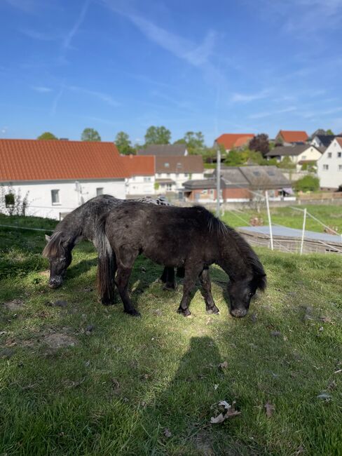 Jung Shetty Hengst mit viel Potenzial sucht liebevolles Zuhause, Alexander Sivtschikov, Horses For Sale, Büren, Image 8