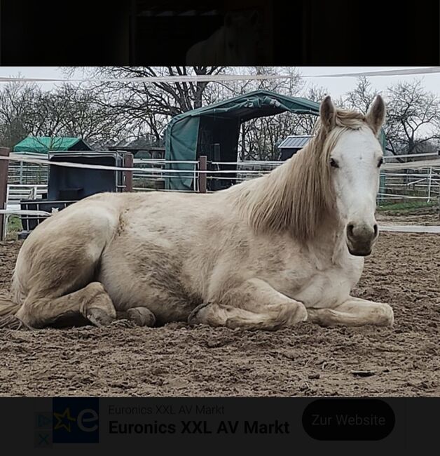 Junger Spaniermix sucht neuen Wirkungskreis, Melanie , Horses For Sale, Lampertheim , Image 2