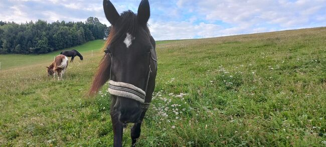Junge Freizeitstute, Annalena Riegler , Horses For Sale, Allerheiligen , Image 6