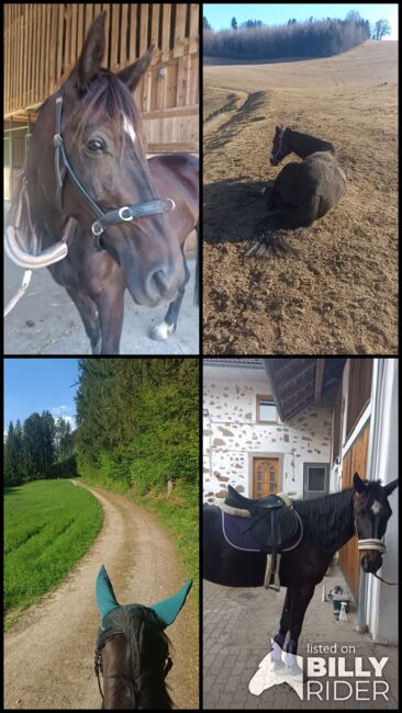 Junge Freizeitstute, Annalena Riegler , Horses For Sale, Allerheiligen , Image 12