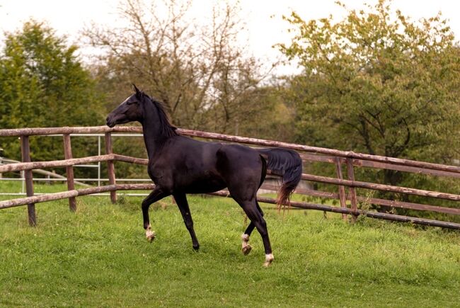 Junger Rappwallach als Beisteller, NMH, Horses For Sale, Nümbrecht