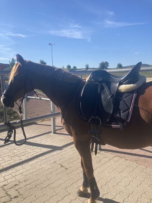 Jorge Canaves Dessursattel 16‘, Jorge Canaces Saphir, Hamadi Grote, Dressage Saddle, Duingen OT Marienhagen, Image 2