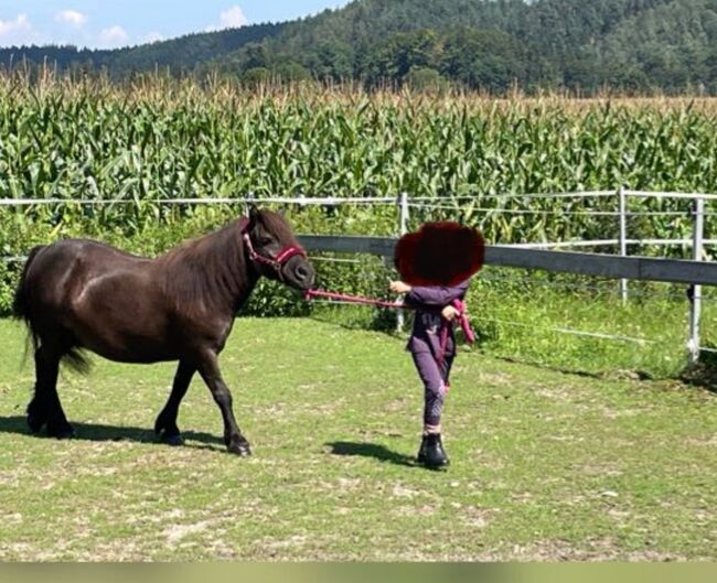 Josy Shetlandpony Stute mit Papiere, Josy , Konie na sprzedaż, Auerbach , Image 3