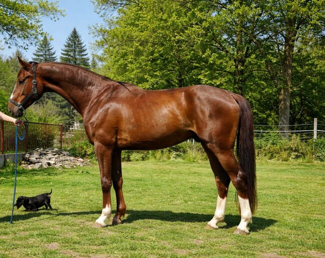 jump horse, Erika, Horses For Sale, Szarvas