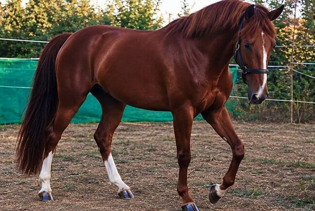 jump horse, Erika, Horses For Sale, Szarvas