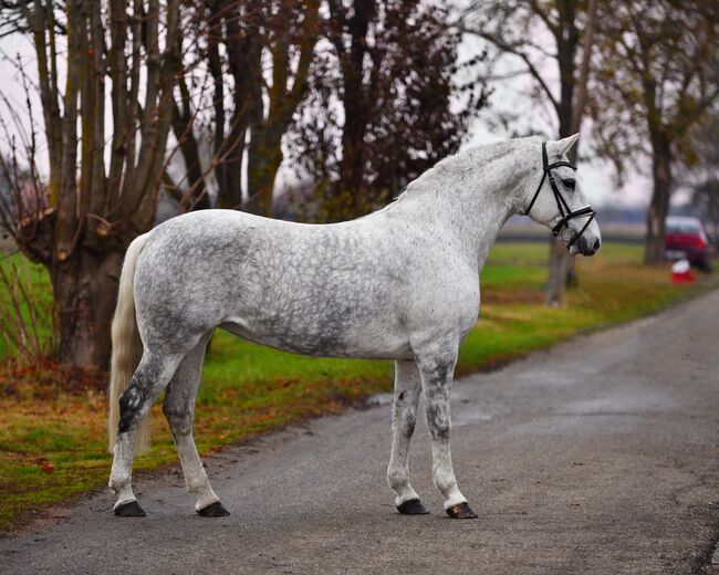 Spring/Dressur stute! TOP, Izmos, Horses For Sale, Békésszentandrás, Image 3