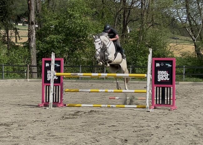 Verkaufe Springpferd mit mega Vermögen, Bianca Neubauer , Horses For Sale, Leibnitz, Image 2