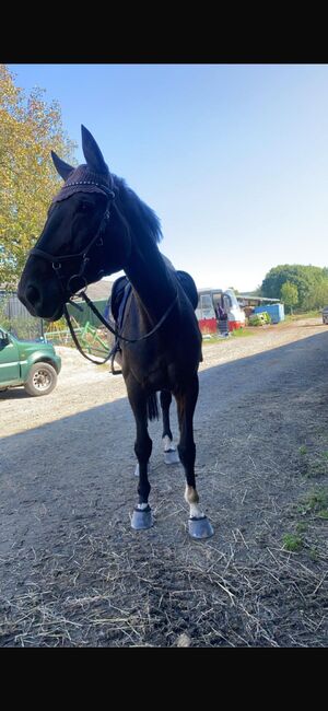 Springpferd, Lea Herkenrath, Horses For Sale, Kircheib , Image 2