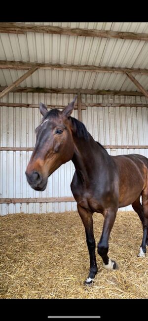 Springpferd, Lea Herkenrath, Horses For Sale, Kircheib , Image 4