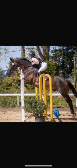 Springpferd, Lea Herkenrath, Horses For Sale, Kircheib , Image 3
