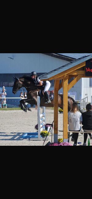 Springpferd, Lea Herkenrath, Horses For Sale, Kircheib 