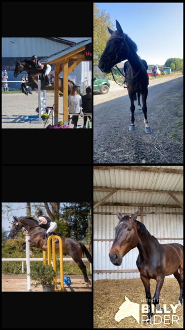 Springpferd, Lea Herkenrath, Horses For Sale, Kircheib , Image 6