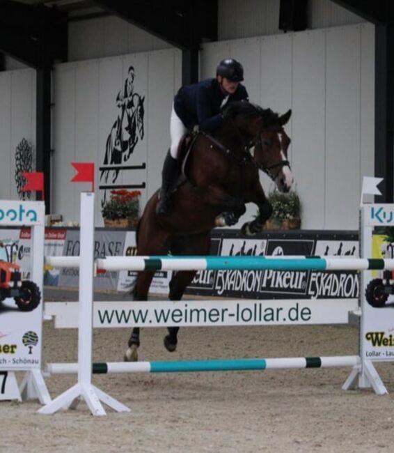 Springpferd Stute 9 j  v. Casall, Mirjam Wrede, Horses For Sale, WESERTAL, Image 7