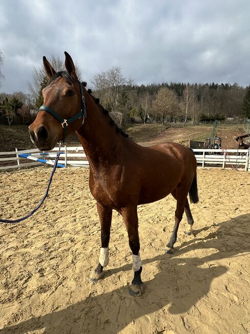 Springpferd roh Tausch möglich, Stefanie Wald, Horses For Sale, Zella-Mehlis, Image 5