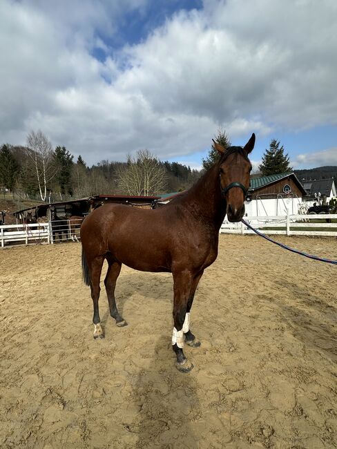 Springpferd roh Tausch möglich, Stefanie Wald, Horses For Sale, Zella-Mehlis, Image 7