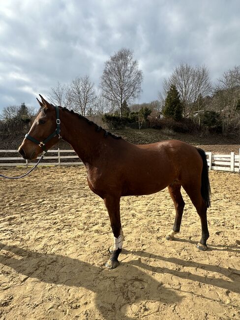 Springpferd roh Tausch möglich, Stefanie Wald, Horses For Sale, Zella-Mehlis, Image 6