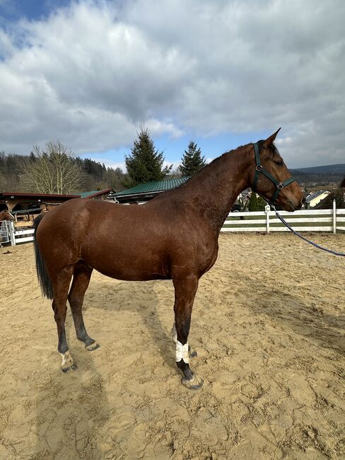 Springpferd roh Tausch möglich, Stefanie Wald, Horses For Sale, Zella-Mehlis, Image 8
