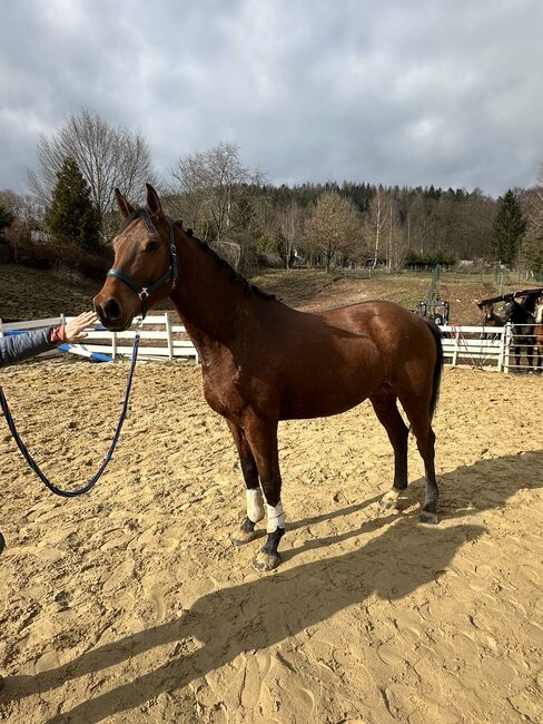 Springpferd roh Tausch möglich, Stefanie Wald, Horses For Sale, Zella-Mehlis