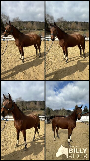 Springpferd roh Tausch möglich, Stefanie Wald, Horses For Sale, Zella-Mehlis, Image 9