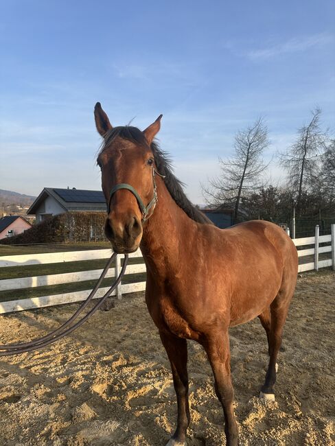 Springpferd roh Tausch möglich, Stefanie Wald, Horses For Sale, Zella-Mehlis, Image 3