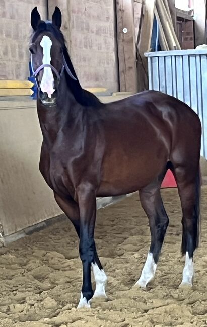Springpferd, Sportpferd, Freizeitpferd, Hannoveraner Stute, 4 Jahre, Silke, Horses For Sale, Wolfhagen, Image 4