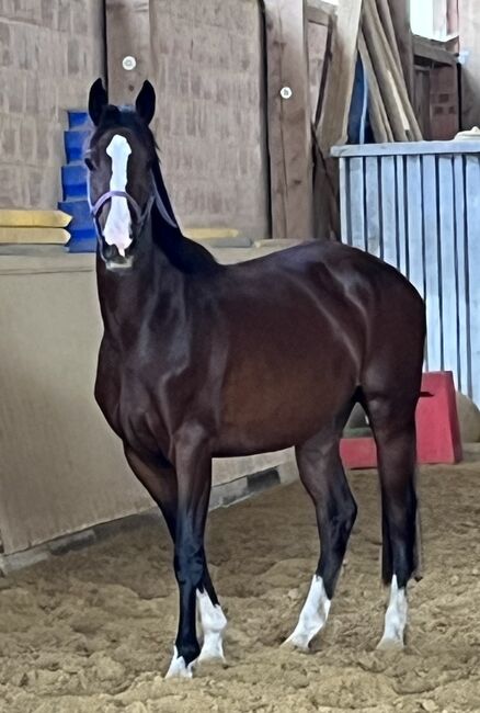 Springpferd, Sportpferd, Freizeitpferd, Hannoveraner Stute, 4 Jahre, Silke, Horses For Sale, Wolfhagen, Image 5
