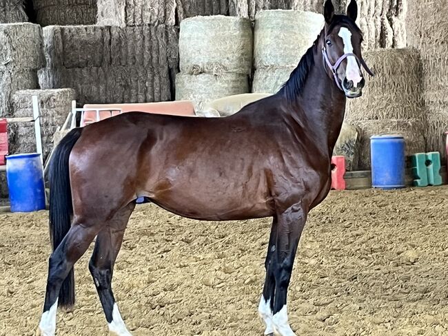 Springpferd, Sportpferd, Freizeitpferd, Hannoveraner Stute, 4 Jahre, Silke, Horses For Sale, Wolfhagen, Image 6