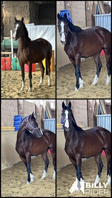 Springpferd, Sportpferd, Freizeitpferd, Hannoveraner Stute, 4 Jahre, Silke, Horses For Sale, Wolfhagen, Image 14