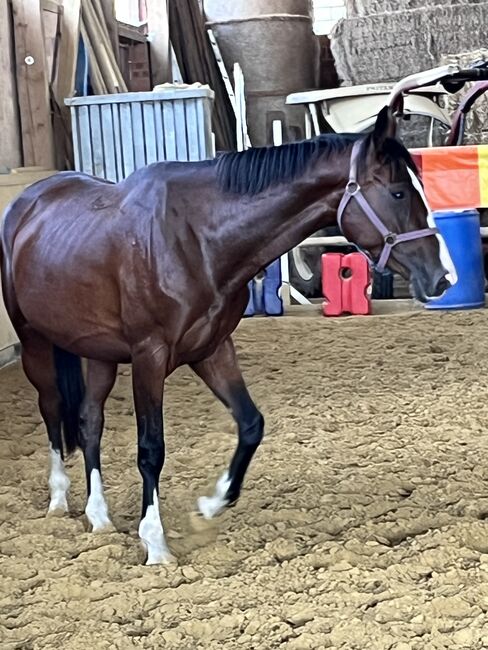 Springpferd, Sportpferd, Freizeitpferd, Hannoveraner Stute, 4 Jahre, Silke, Horses For Sale, Wolfhagen, Image 10